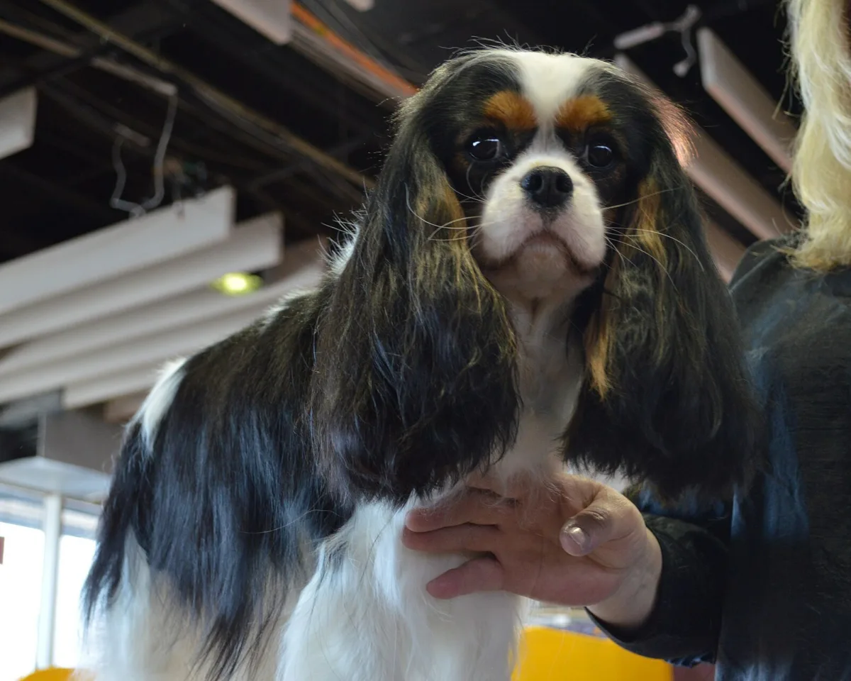 Cavalier King Charles Spaniel, an example of the breed