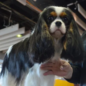 Cavalier King Charles Spaniel