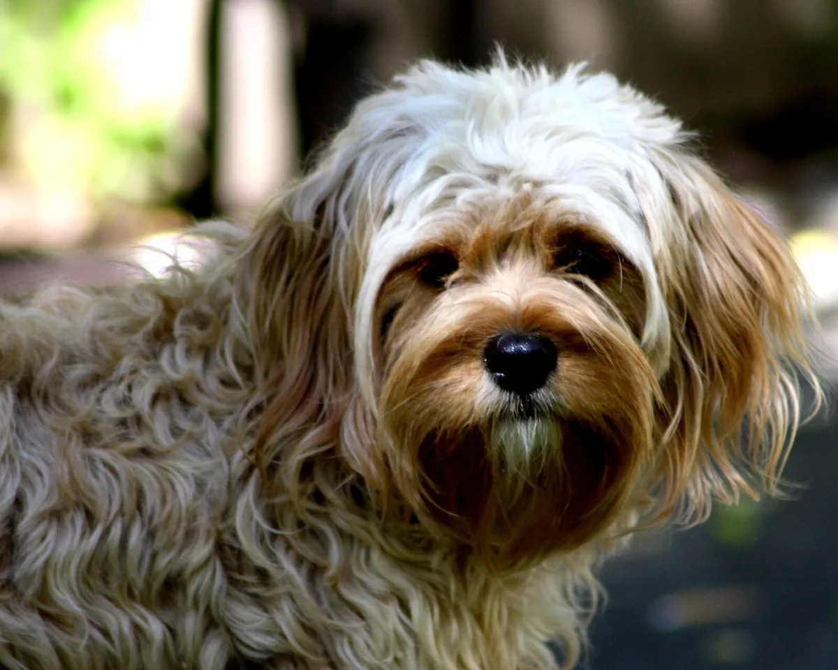 Cavapoo, an example of the breed