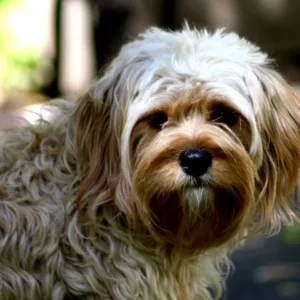 Cavapoo
