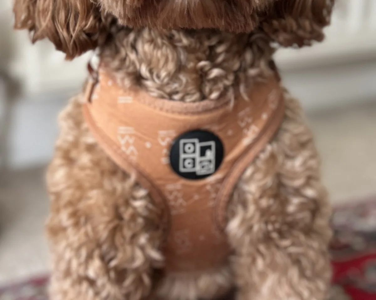 Cockapoo, an example of the breed