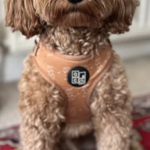 Cockapoo