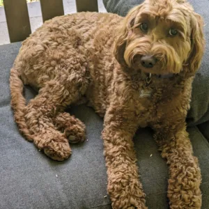 Goldendoodle