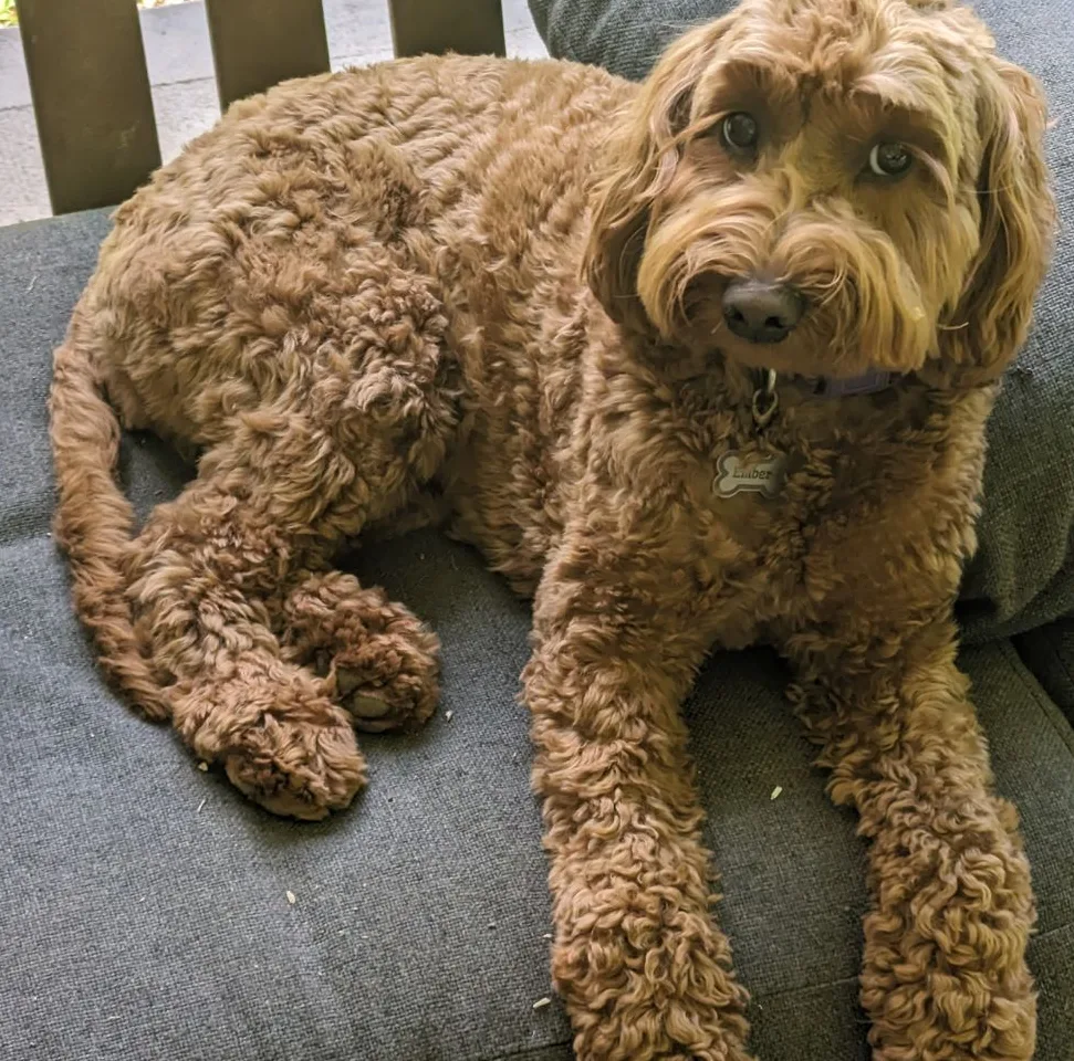Goldendoodle, an example of the breed