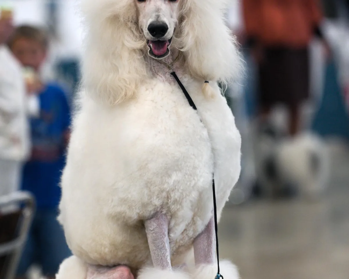 Poodle, an example of the breed