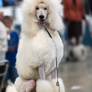 Poodle