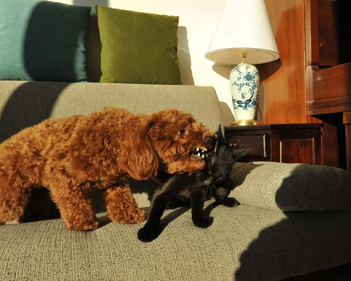 Toy Poodle, an example of the breed