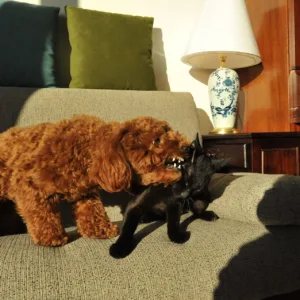 Toy Poodle