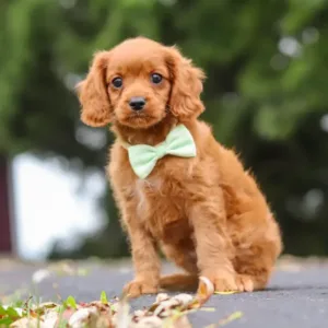 George