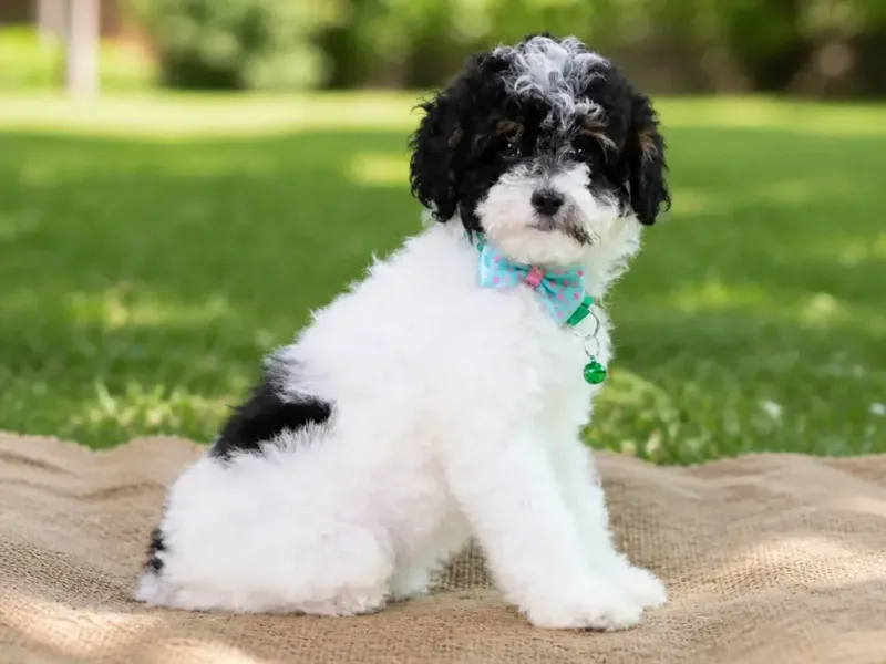 Gracie