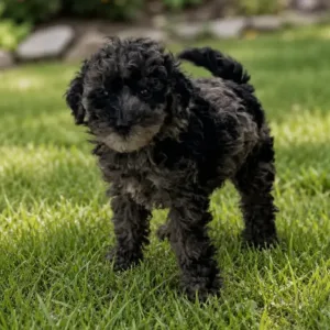 Monty